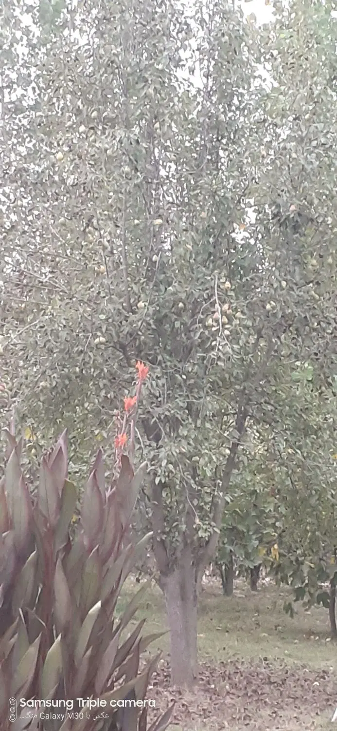 تصویر املاک 104301