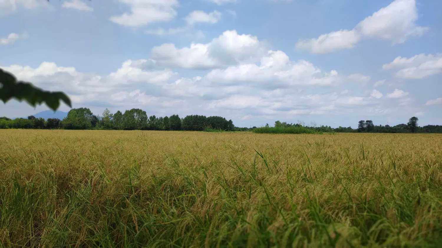تصویر املاک 102035