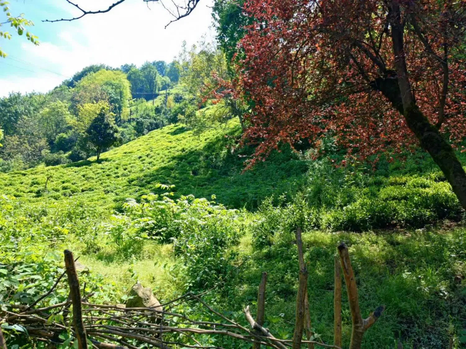 تصویر املاک 113557
