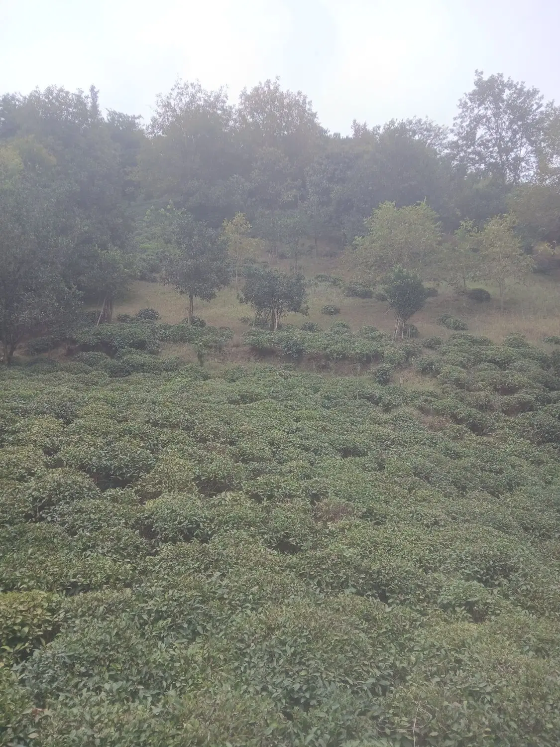 تصویر املاک 113550