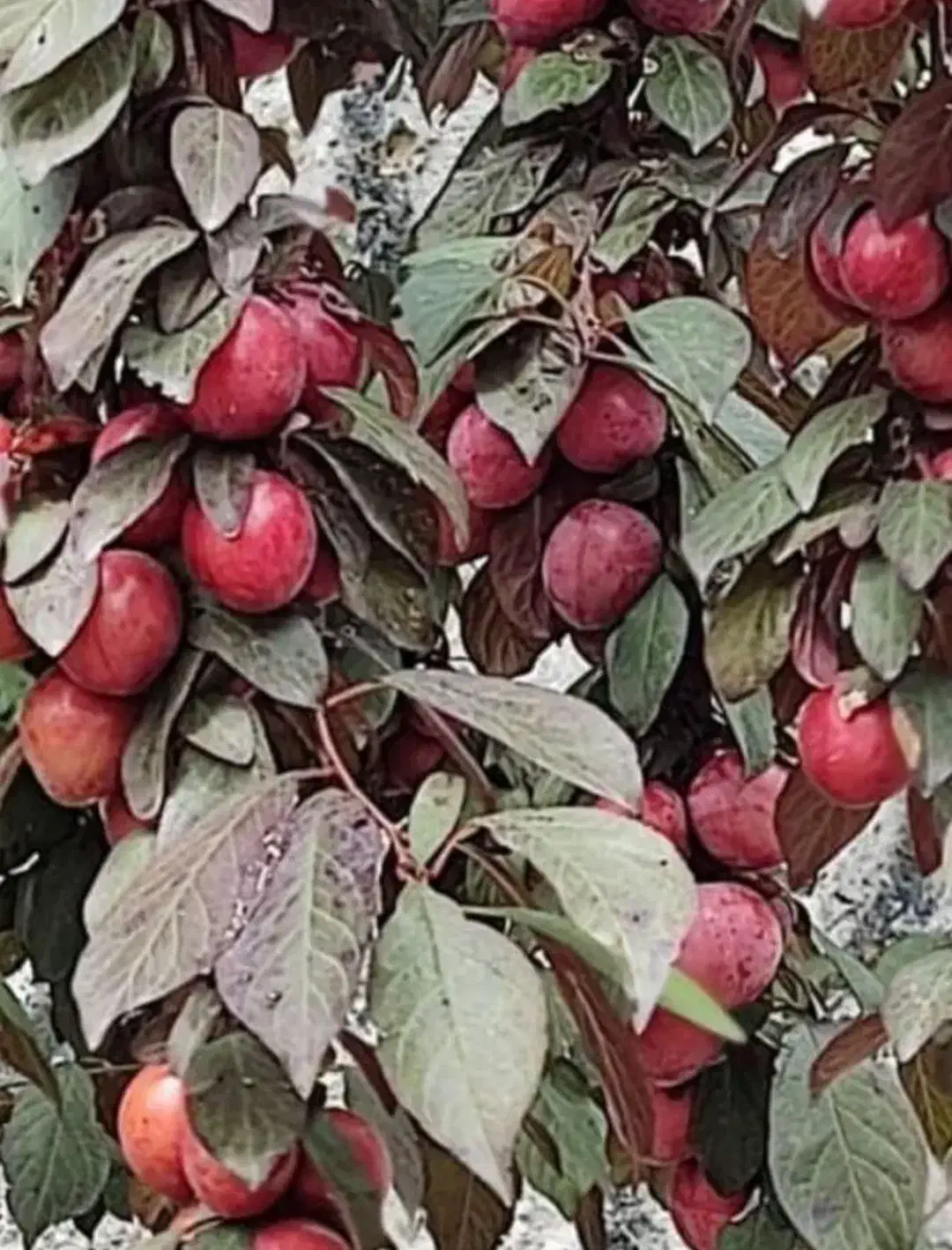 تصویر املاک 41260