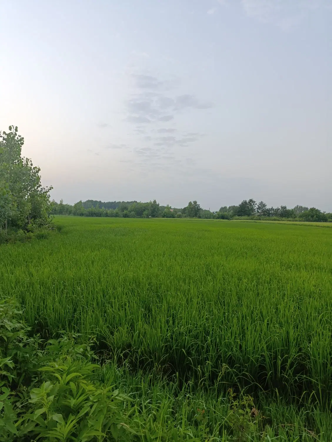 تصویر املاک 99536
