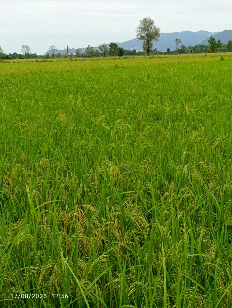تصویر املاک 139232