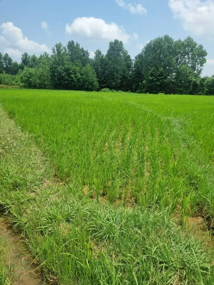 تصویر املاک 77245