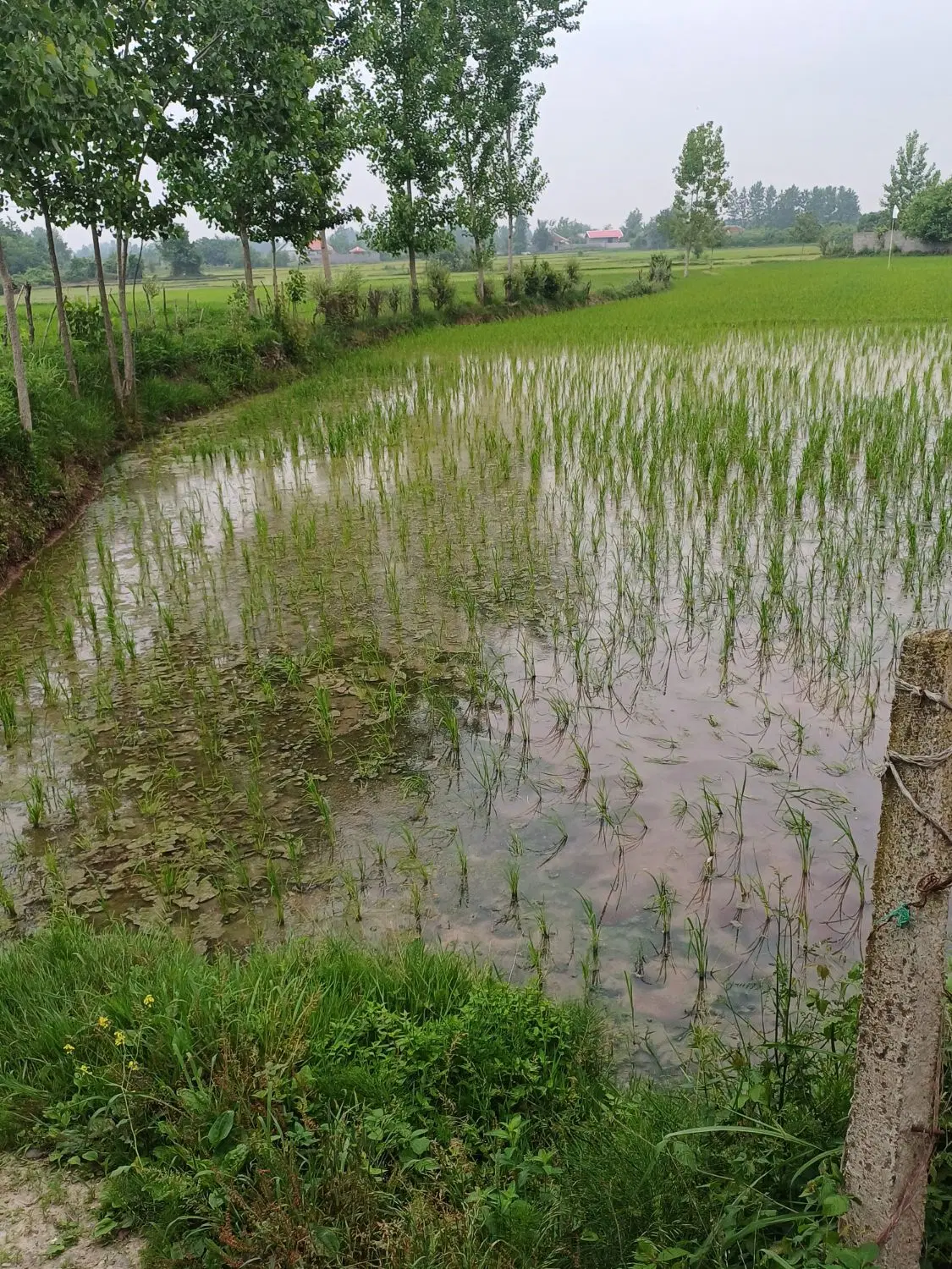 تصویر املاک 81924