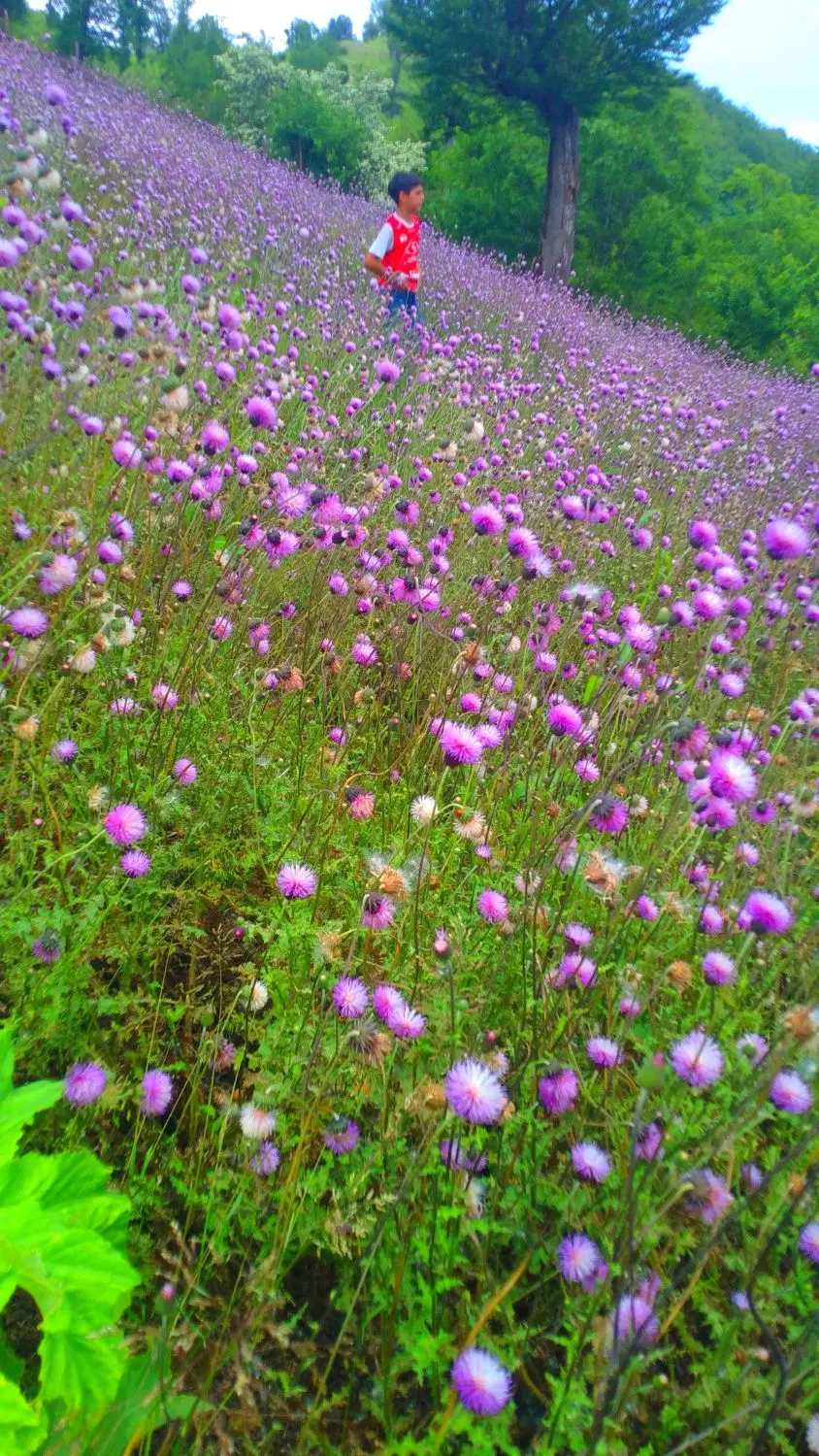 تصویر املاک 107815