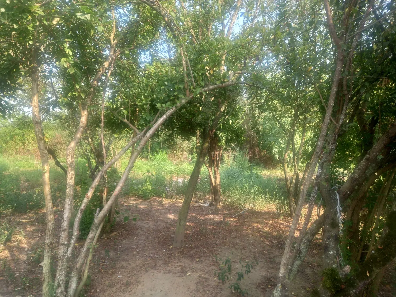 تصویر املاک 92399