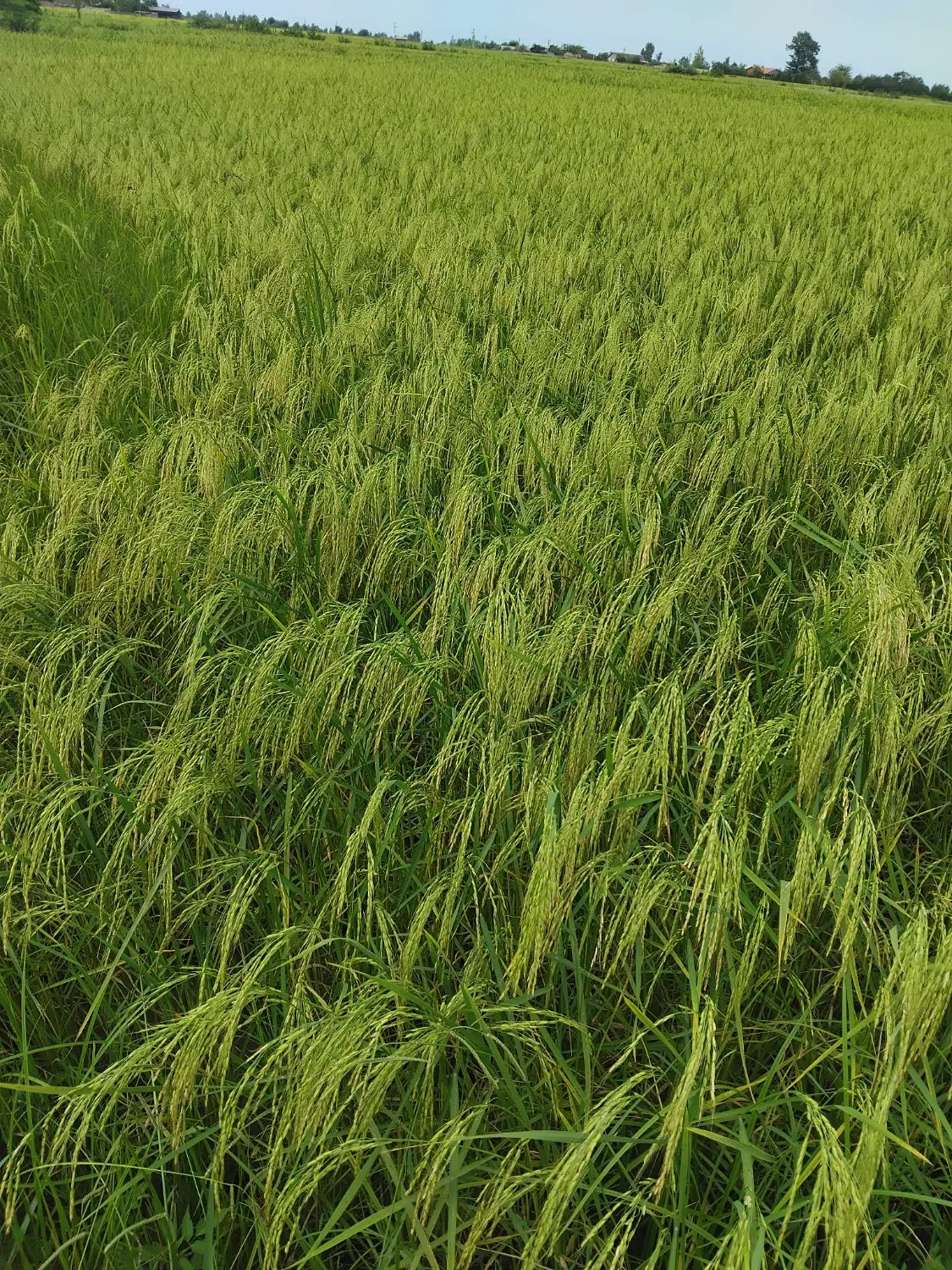 فروش زمین مزروعی باغی