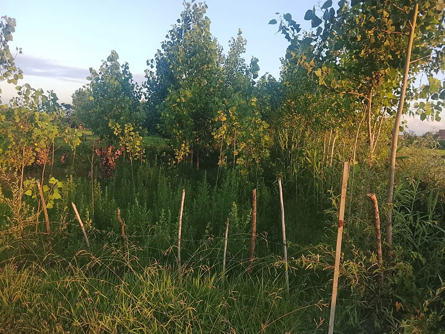 تصویر املاک 108801