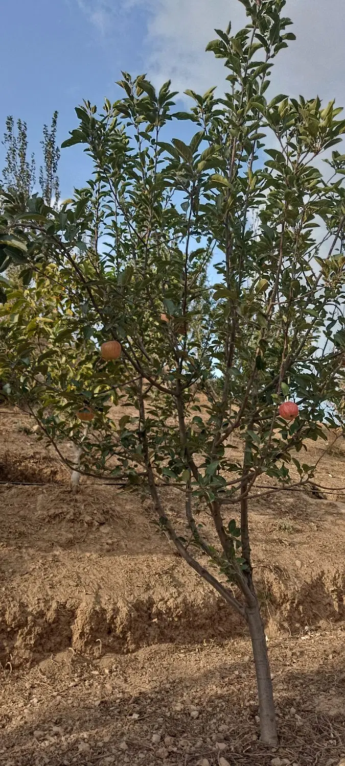 تصویر املاک 118541