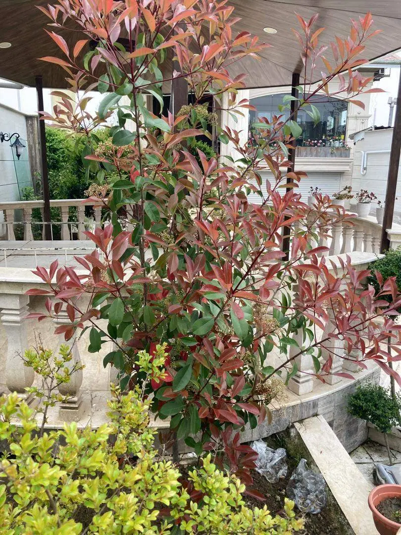 تصویر املاک 92037