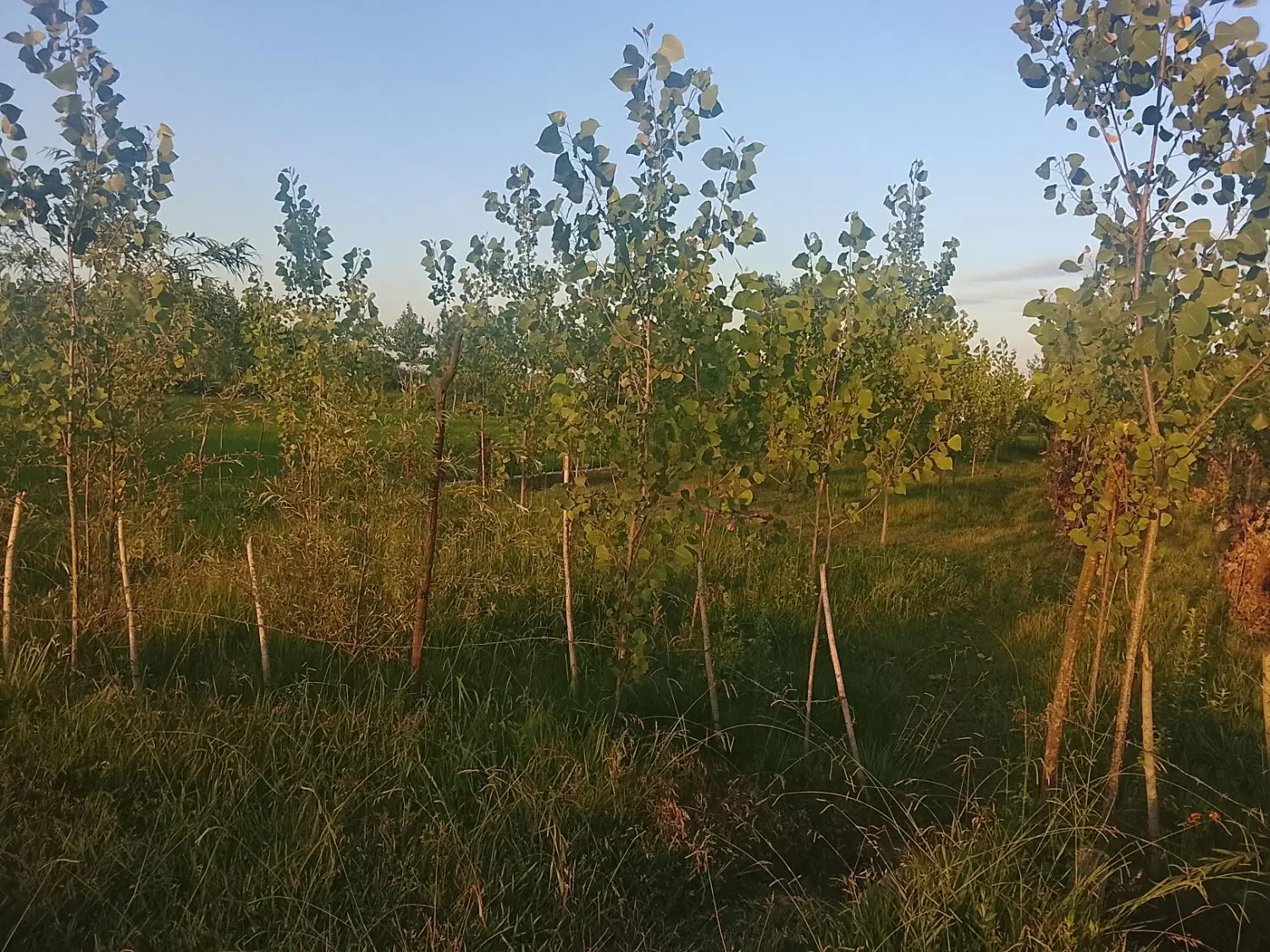 تصویر املاک 108806