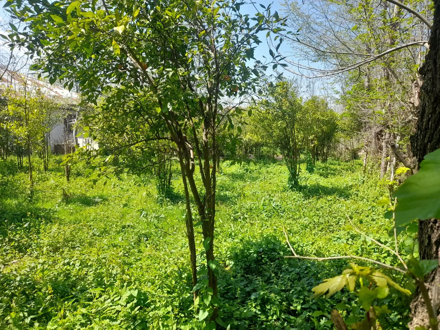 تصویر املاک 78244