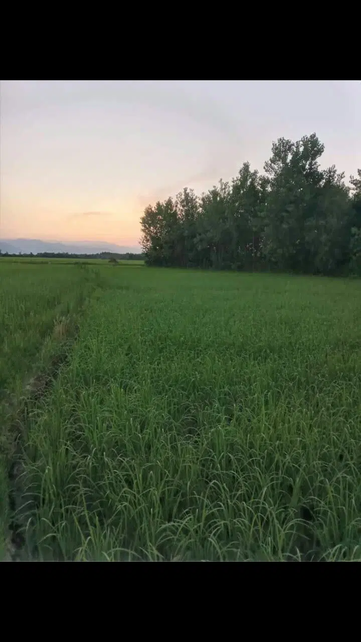 تصویر املاک 98281