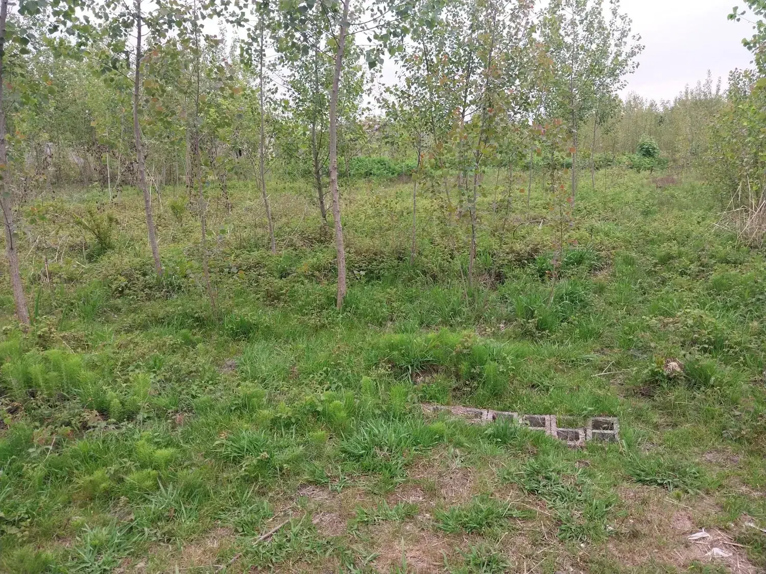 تصویر املاک 126154