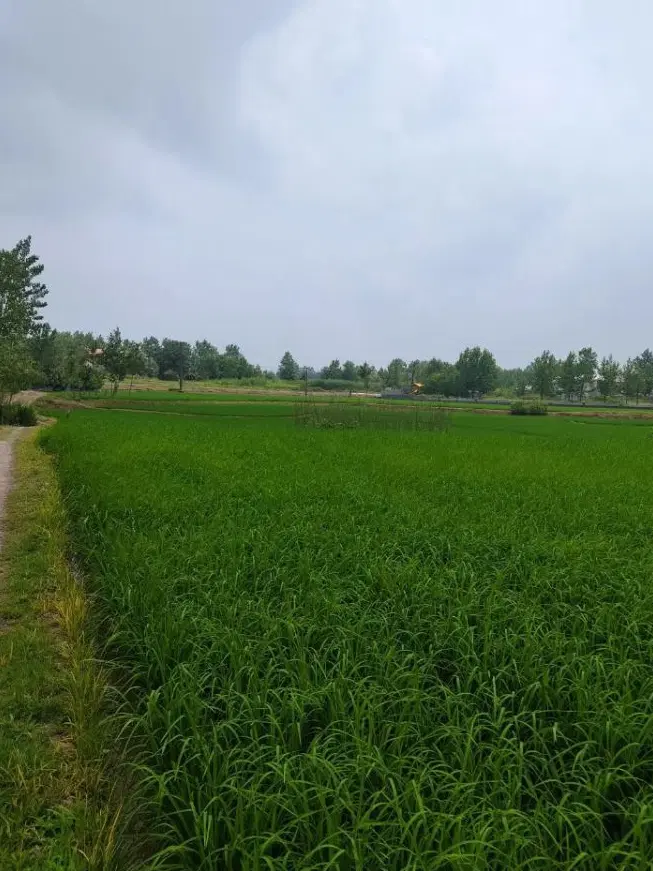 تصویر املاک 115939