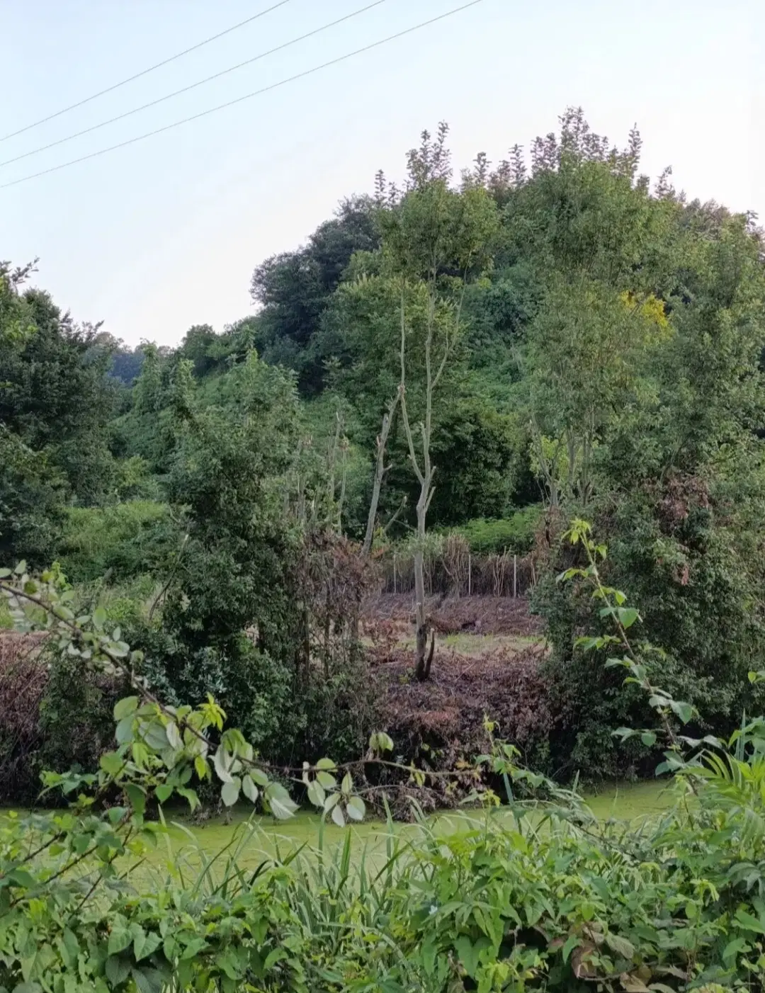 تصویر املاک 119072