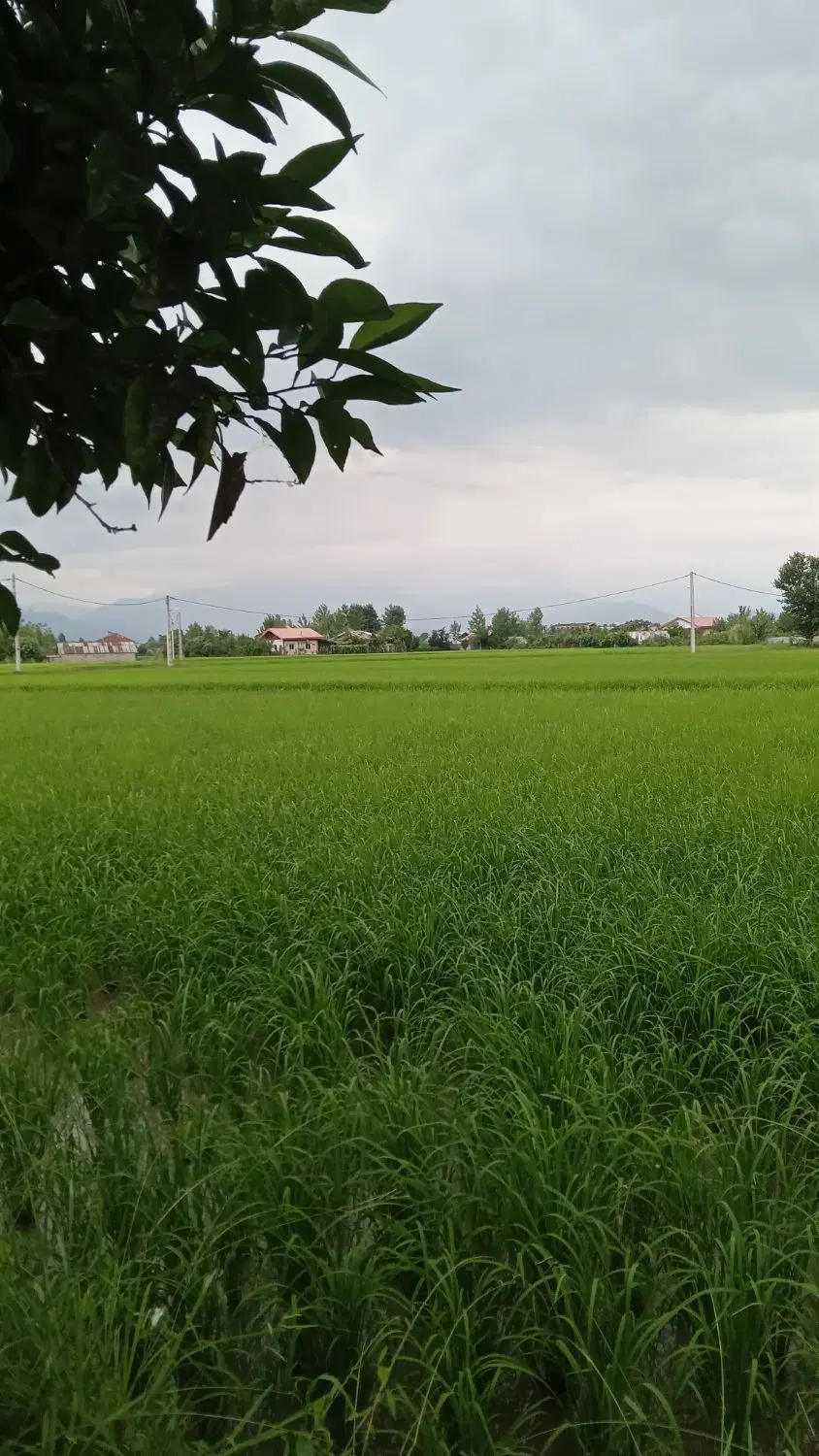 تصویر املاک 78333