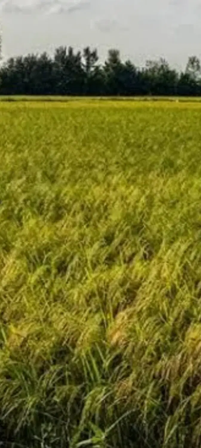 تصویر املاک 106335
