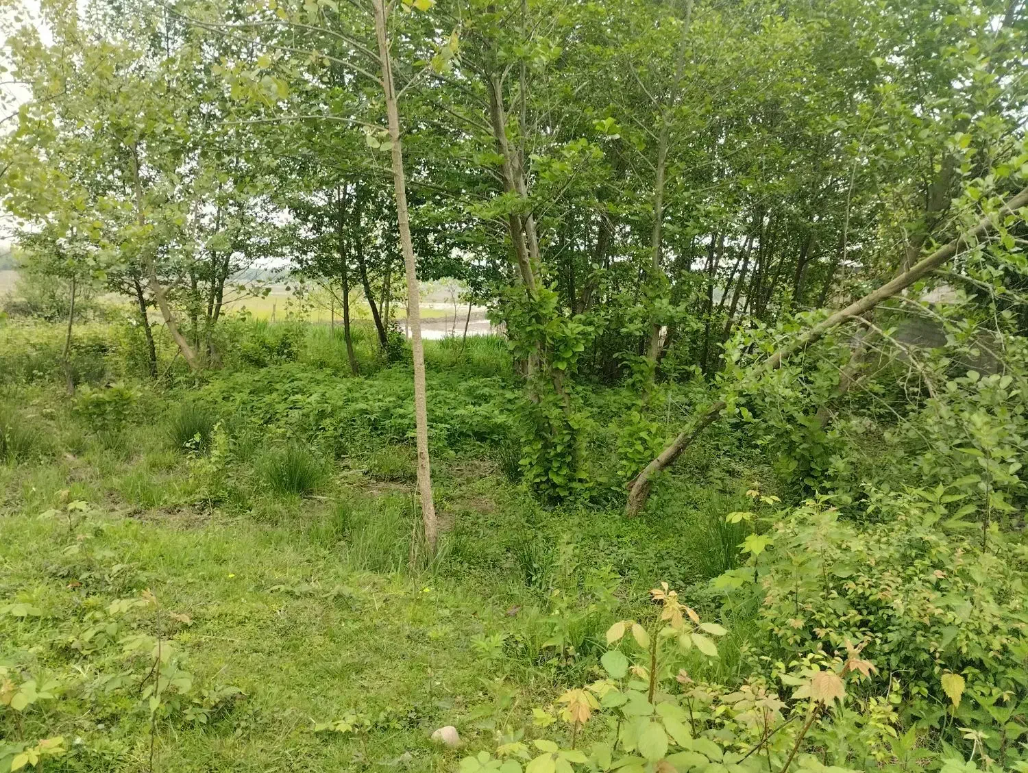 تصویر املاک 38761