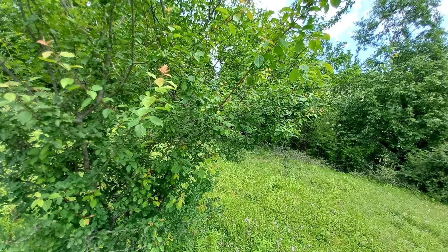 تصویر املاک 81761