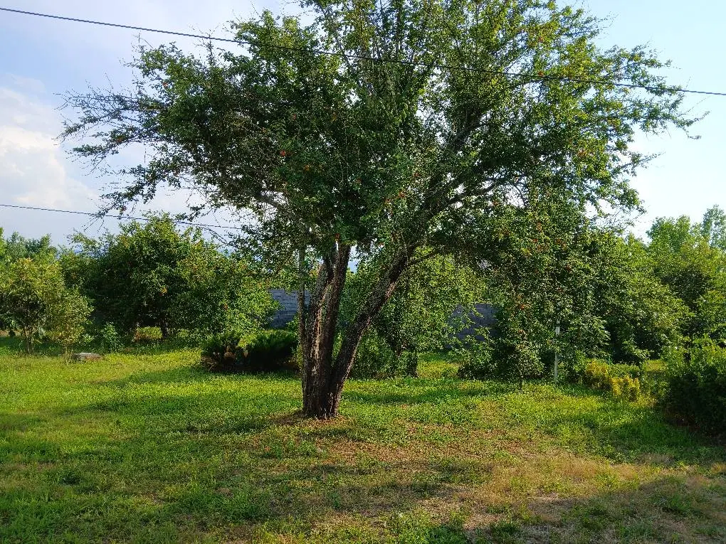 تصویر املاک 62067