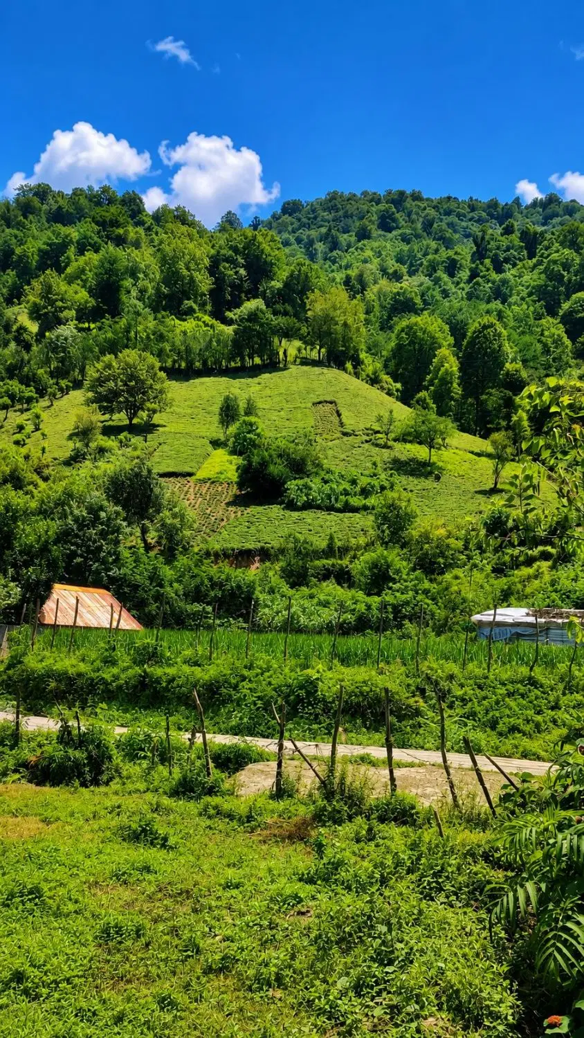 تصویر املاک 90881