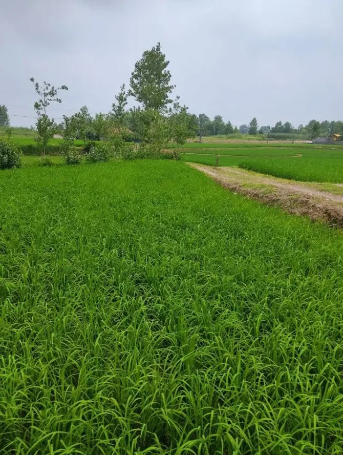 تصویر املاک 115938