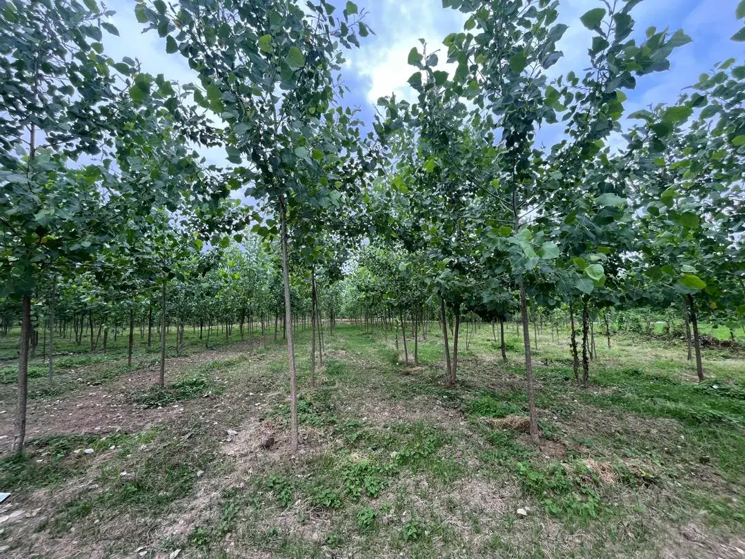 تصویر املاک 52730
