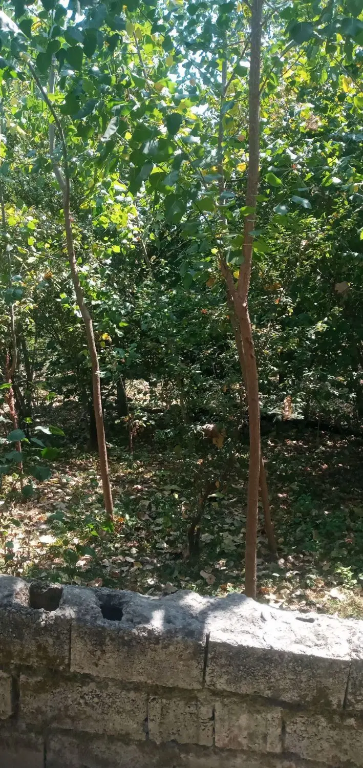 تصویر املاک 117430