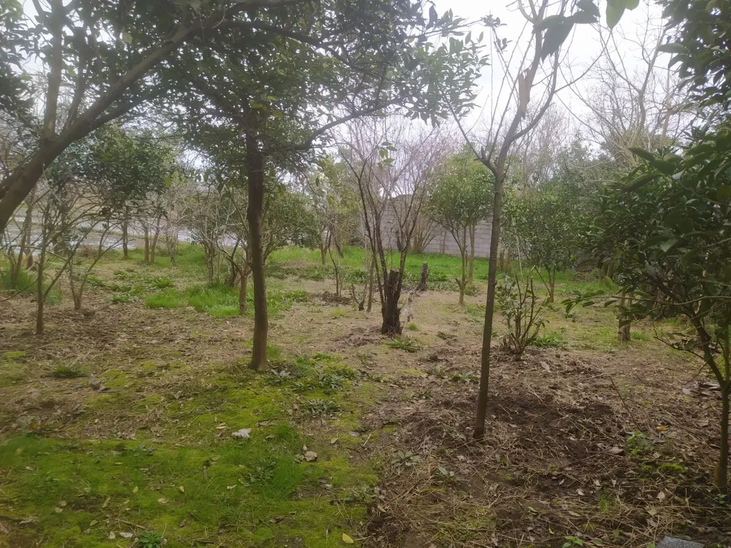 تصویر املاک 54023