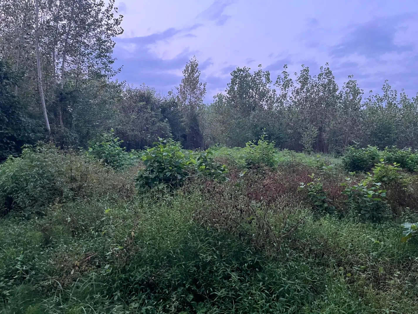 تصویر املاک 139600