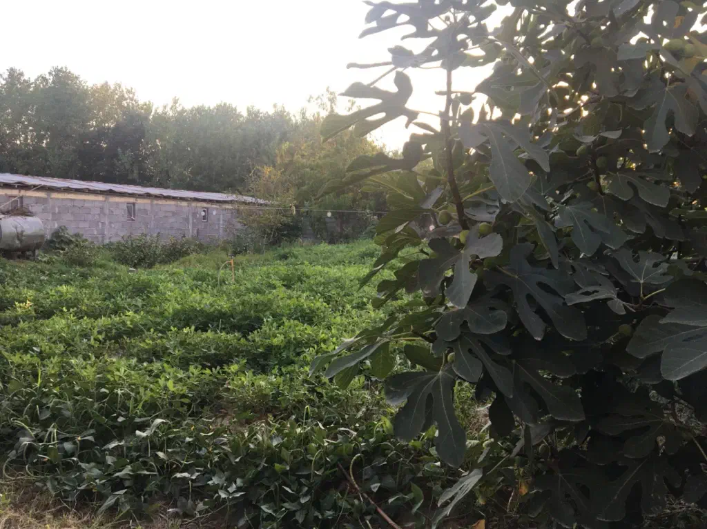 تصویر املاک 137939