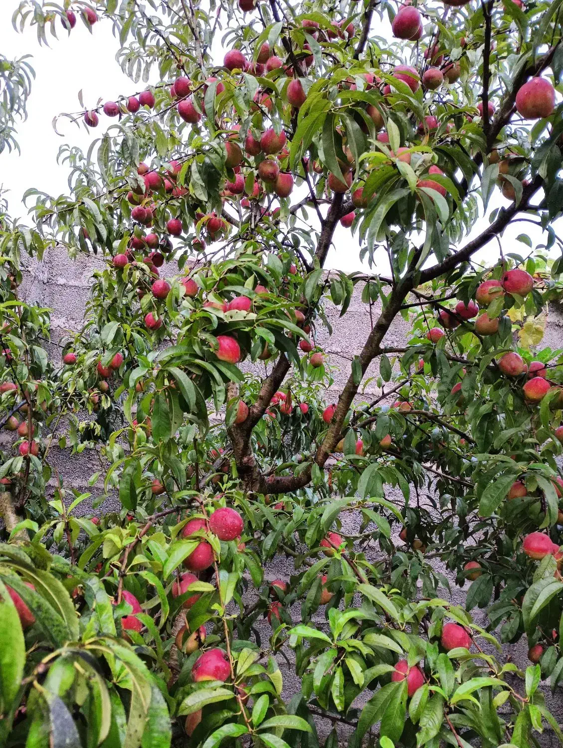 تصویر املاک 41185