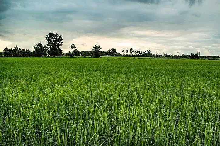 تصویر املاک 133265