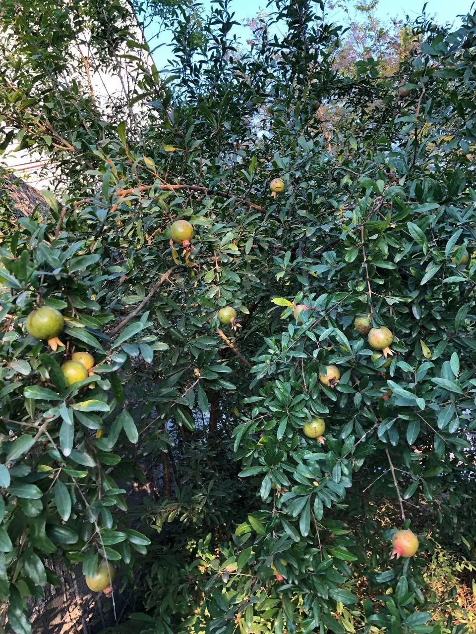 تصویر املاک 101097