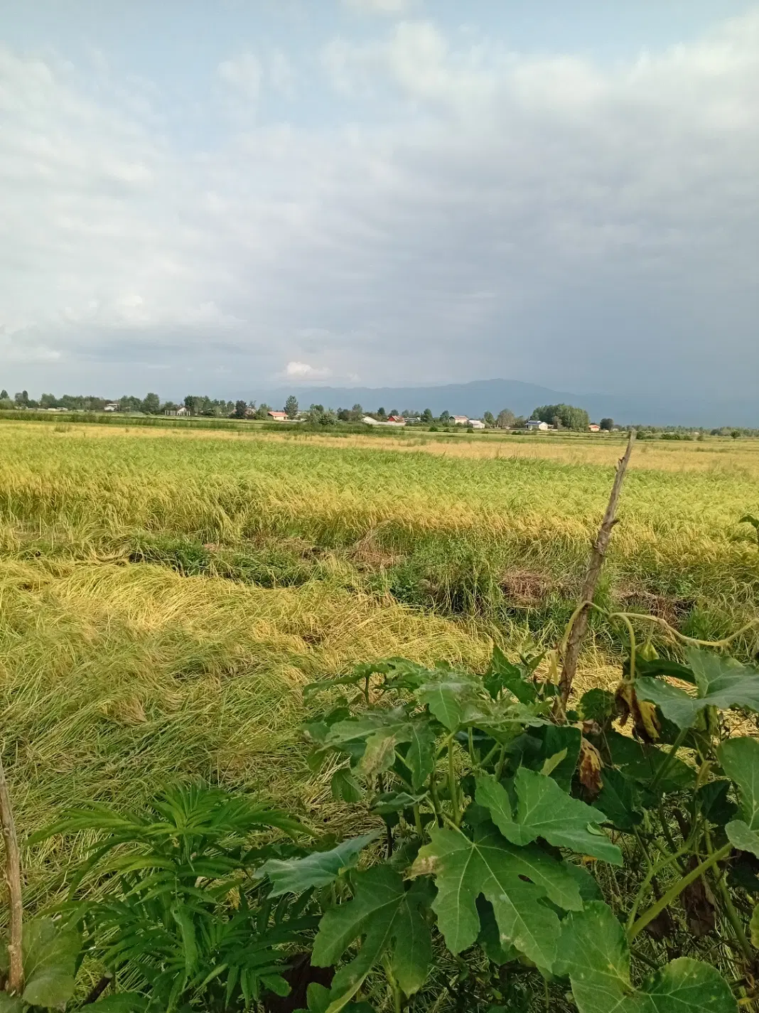 تصویر املاک 103180