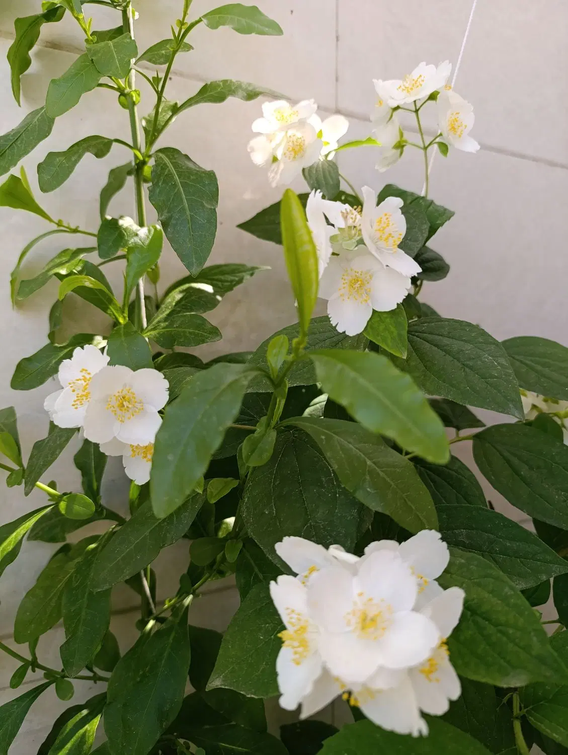 تصویر املاک 90330
