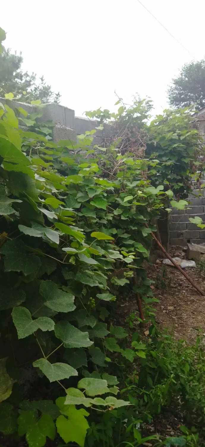 تصویر املاک 42246
