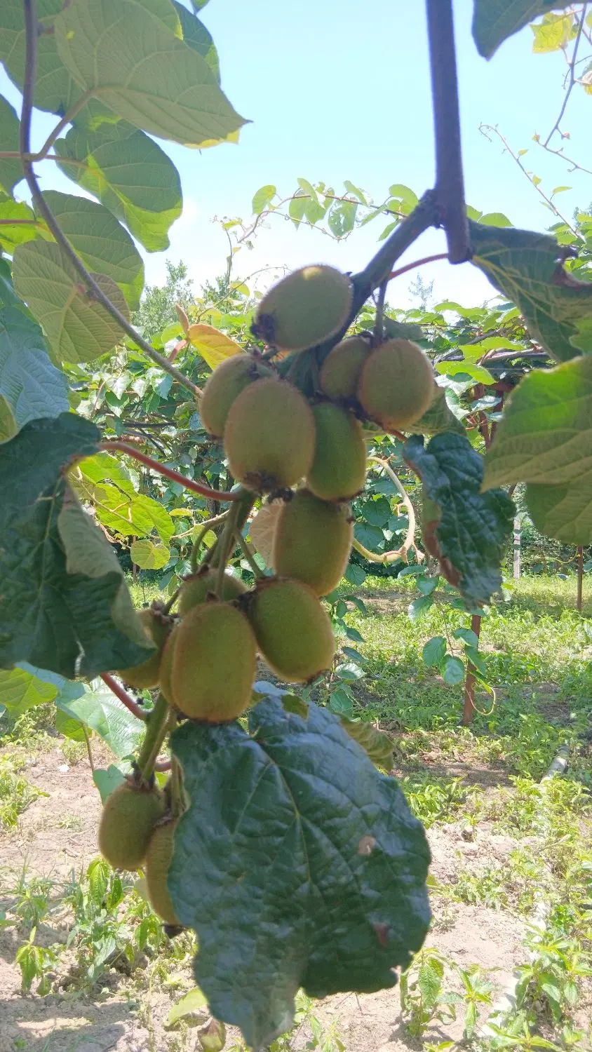 تصویر املاک 93191