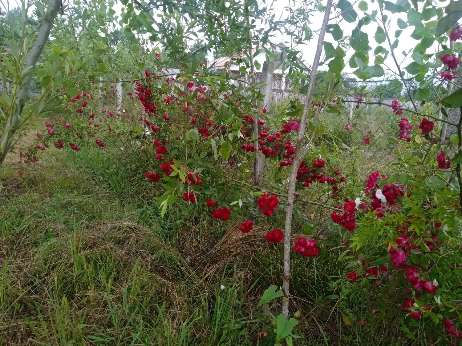 تصویر املاک 72227