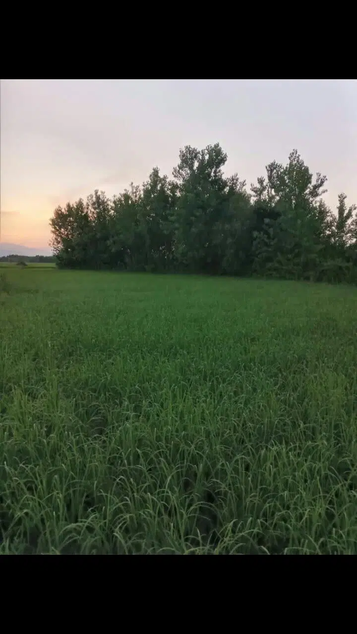 تصویر املاک 98278