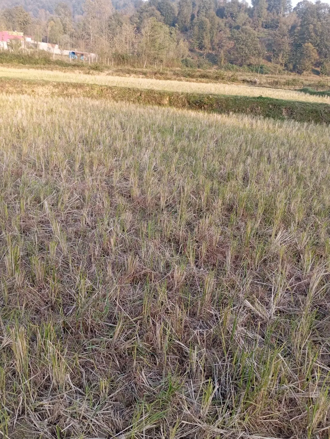 تصویر املاک 125814