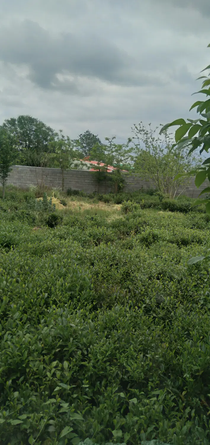 تصویر املاک 52574