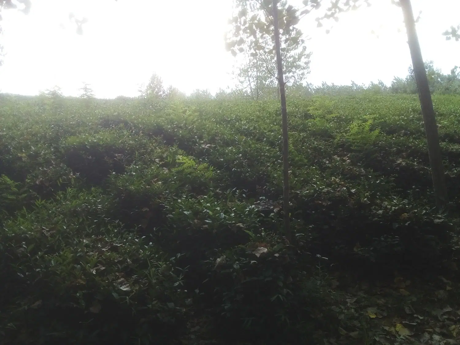 تصویر املاک 141553