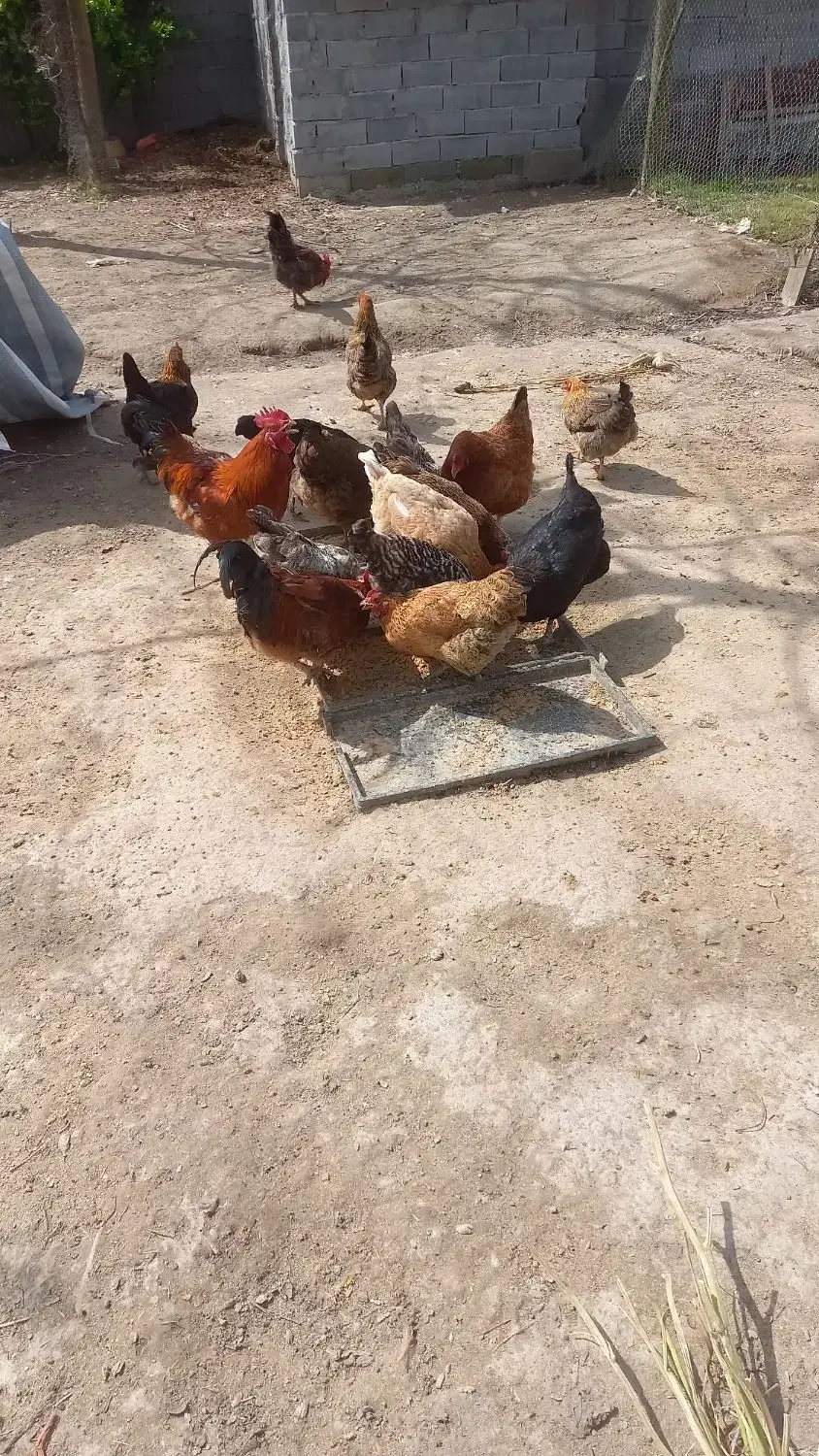 تصویر املاک 76018