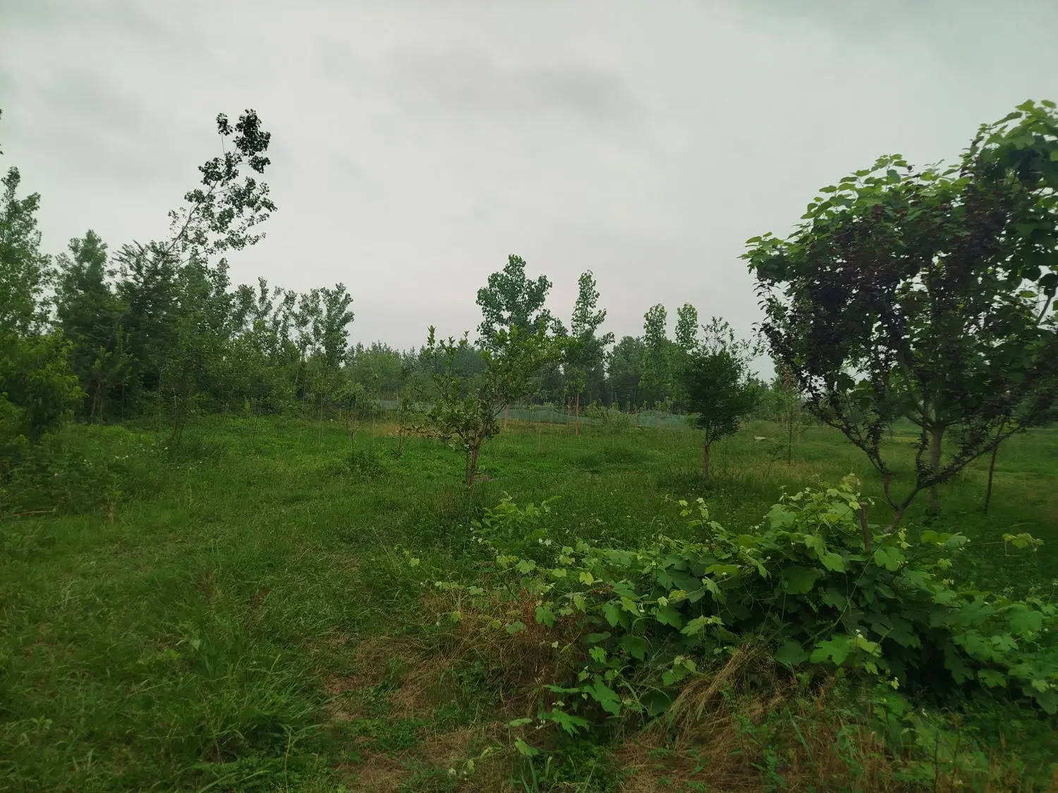 تصویر املاک 129537
