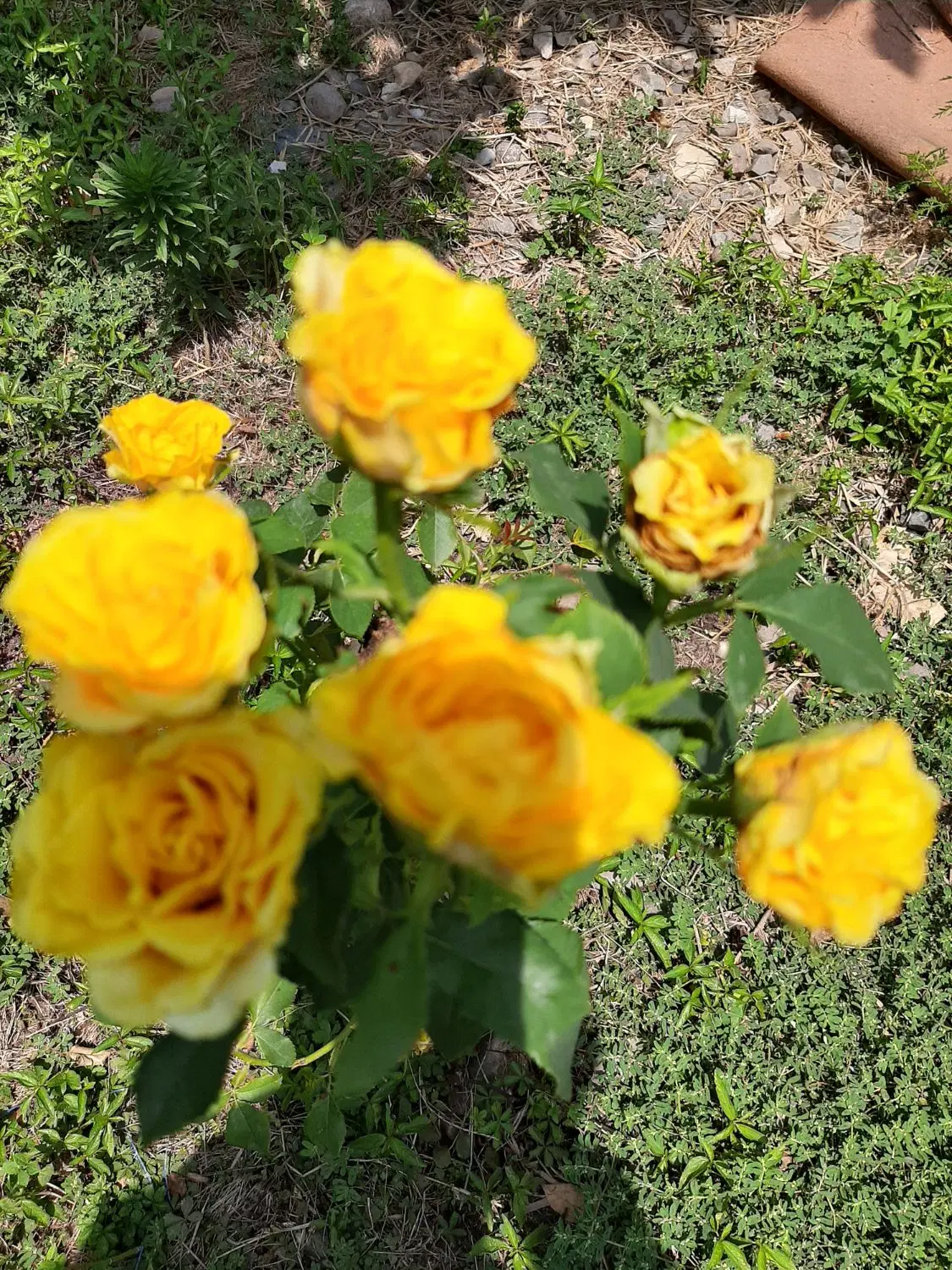 تصویر املاک 143079