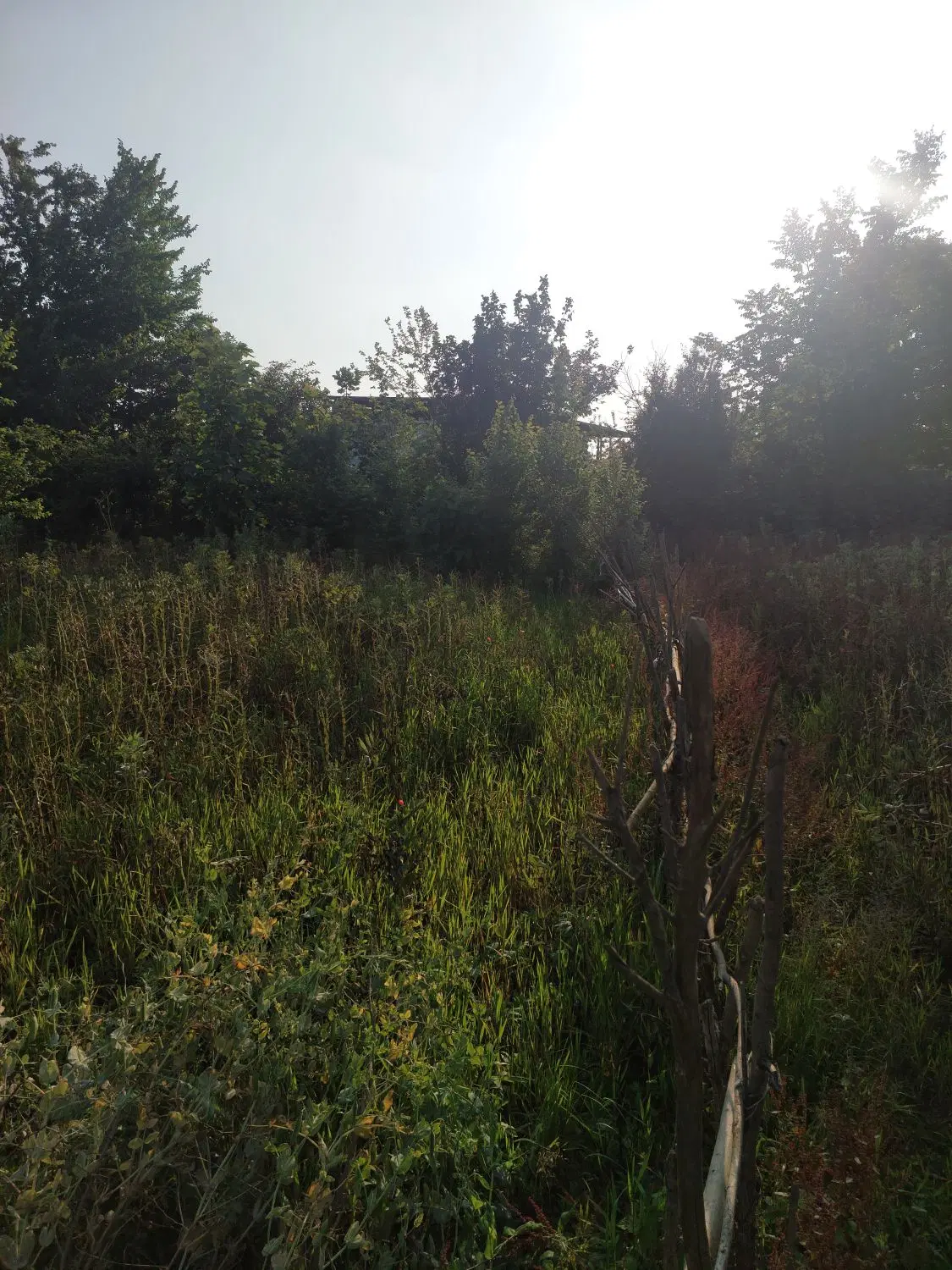 تصویر املاک 44734