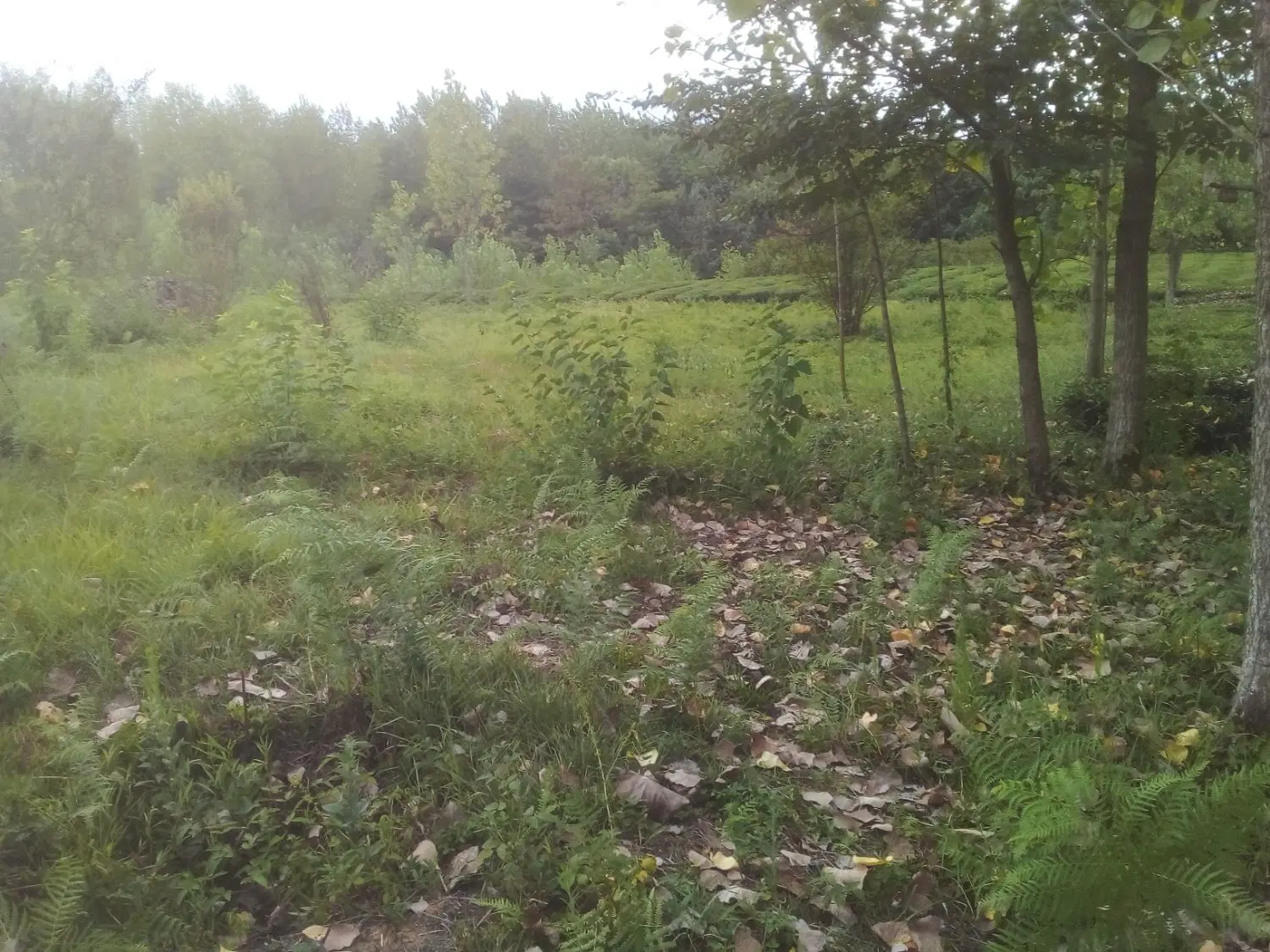 تصویر املاک 141547